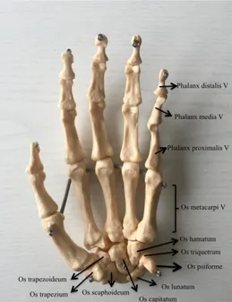 ġekil 2.2.1. El ve el bileği kemikleri 