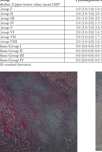 Table 2. Pyelonephritis and fibrosis scores among groups  Group 