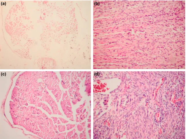 Figure 2. (a) Control group; Schwann cell proliferation, axonal degeneration, and no inflammation (Group 1) (x10, H&amp;E)