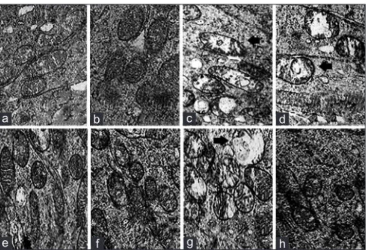 Figure 4: Light micrographs showing assessed apoptotic cells using the TUNEL assay. Apoptotic cells appear distinct deep pigmented (arrow)  in the outer nuclear layer and inner nuclear layer in each group