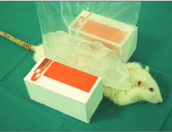 Figure 1: Ice water bag placement of the back side of the rat for local 