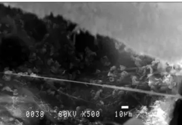 Figure 5. Control group SEM findings. 