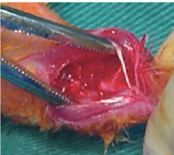 Fig. 1.  Critical-sized bone defect performed at the radius diaphysis.  [Color figure can be viewed in the online issue, which is  avail-able at www.aott.org.tr]