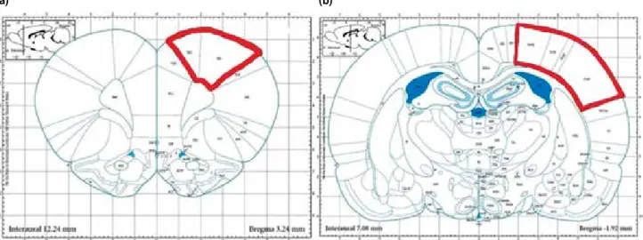 Figure 1. Schematic view of motor and somatosensory cortexes in a rat brain. [8] (a) Motor cortex