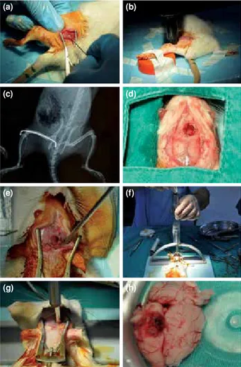 Figure 2. Stages of experimental design. (a) Femoral  intramedullary fixation with Kirschner wire