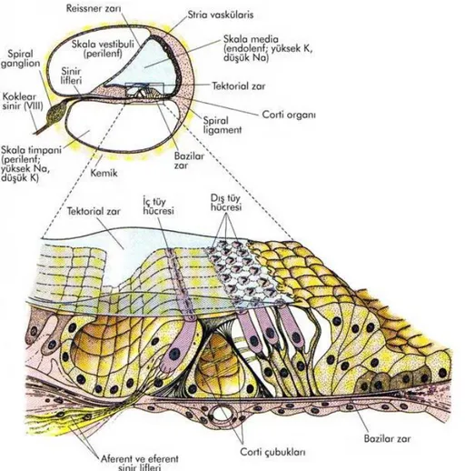 Şekil 2. Korti Organı Anatomisi 