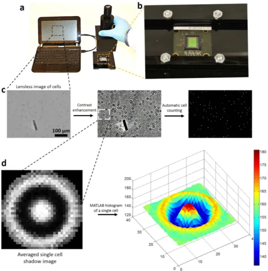 Figure 5.  Lensless CMOS imaging platform for automatic counting of captured CD4 T cells from whole  blood
