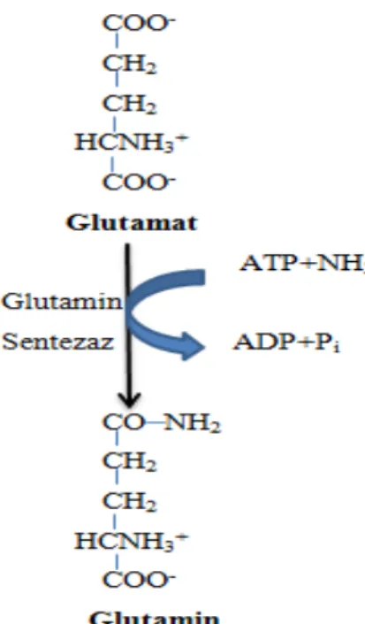 Şekil 2.4. Glutaminin amonyak  oluşturmak üzere hidrolizi 