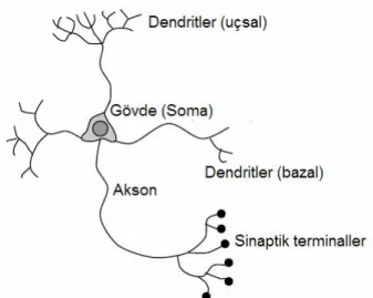 Şekil 2.1 Bir nöron ve onun üç temel parçası: hücre çekirdeğini içinde barındıran,  “işlemci” parçası Gövde (veya Soma); diğer nöronlardan aktivasyon bilgilerini alan,  “alıcı” parçaları Dendritler; ve somadan ve diğer hücrelerden gelen bilgileri taşıyan  