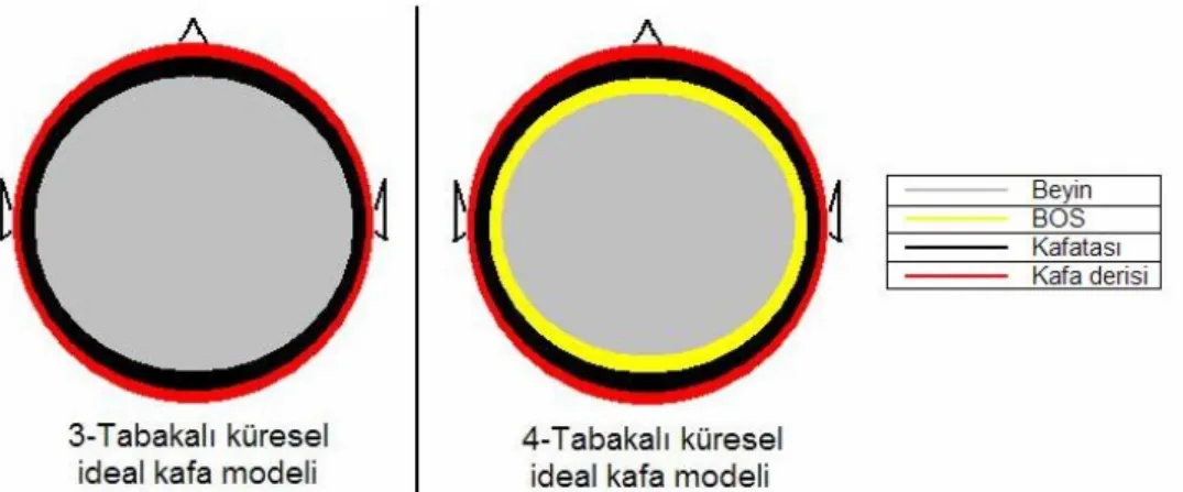 Şekil 2.13 Üç ve dört tabakalı ideal kafa modellerinin şematik gösterimi. Literatür  çalışmalarında genel olarak, beyin, BOS, kafatası ve kafa derisi bölgeleri  modellenmektedir