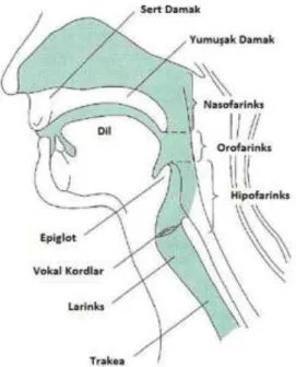 Şekil 1. Üst Havayollarının Anatomisi  