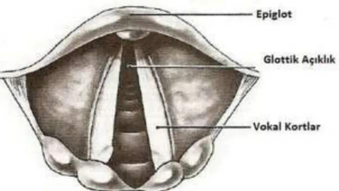 Şekil 4. Larinks Girişinin Anatomik Görüntüsü 