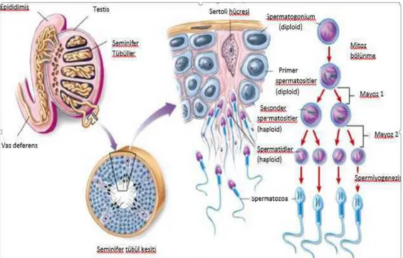 ġekil 2.2. Seminifer tübüllerde spermatogenezis 