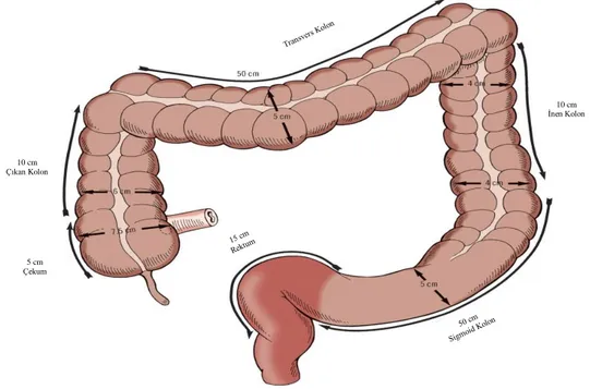 Şekil 2.1. Kolonu oluşturan intestinal segmentler 