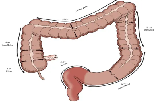 Şekil 2.1. Kolonu oluşturan intestinal segmentler 