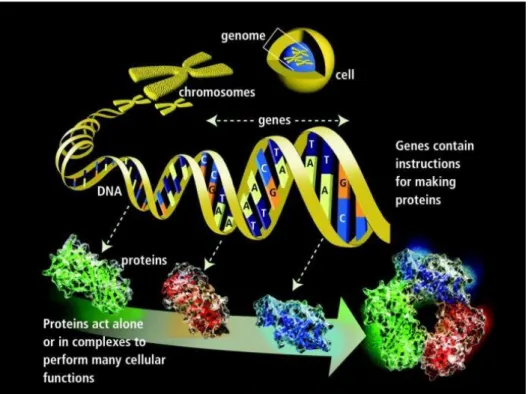 Figure 1.1 Cell structure of a living organism 1 