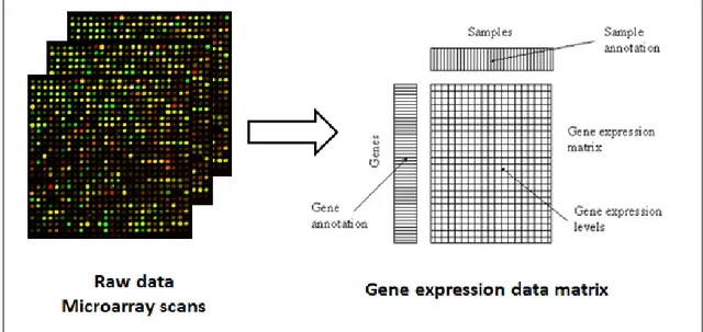 Figure  1.2  Obtaining  gene  expression  data  matrix  from  a  collection  of  raw     microarray data 