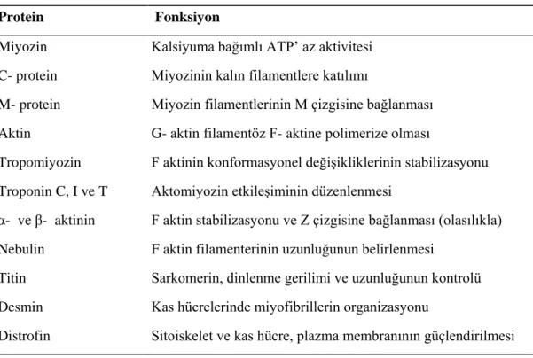 Tablo 2.2 Kas proteinleri ve fonksiyonları 