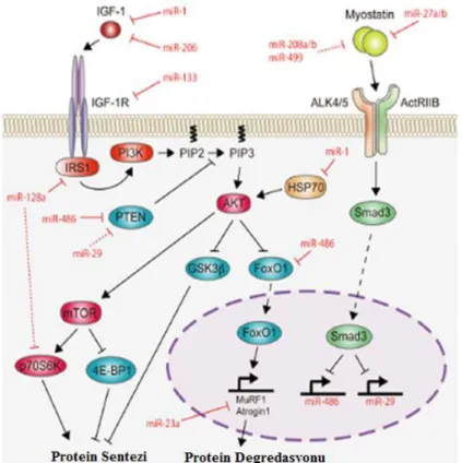 Şekil 2.3 Protein sentezi ve degredasyon yolakları 