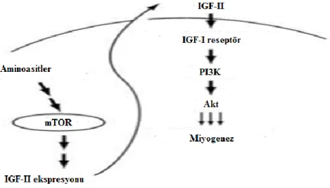 Şekil 2.4 mTOR- IGF-II ekspresyonu    
