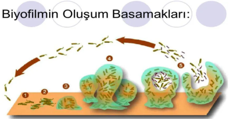 Şekil 2.3 Biyofilm Oluşum Basamakları 