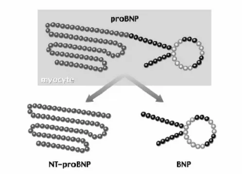 Şekil 2.2:  Pro BNP’nin hücre içinde bölünmesi ile inaktif NT-proBNP ve aktif BNP  eşit oranda salgılanmaktadır