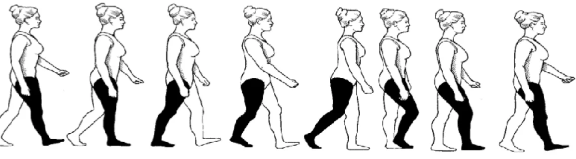 ġekil 2.4.1.  Yürümenin fazları *(Chambers HG, Sutherland DH: A practical guide to gait analysis