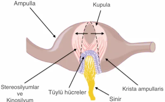 Şekil 2.6.  Krista  ampullarisin  yapısı  ile  kupulanın  endolenf  etkisi  ile  temsili 