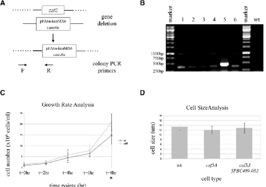 Fig. 1. Schematic representation of gene deletion (A), colony PCR (B), growth rate analysis (C) and cell size analysis of caf5Δ (D)