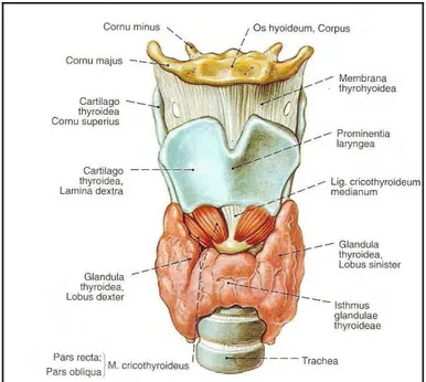 Şekil 2.1. Tiroid bezinin önden görünüşü  (10)