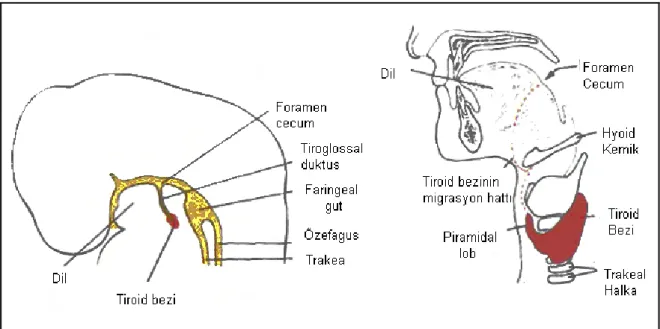 Şekil 2.2. Tiroid bezinin embriyolojik gelişimi  (17) 