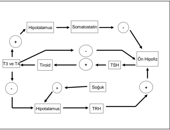Şekil 2. 6. Tiroid hormonlarının regülasyonunda diğer hormonların etkileri  (20)   
