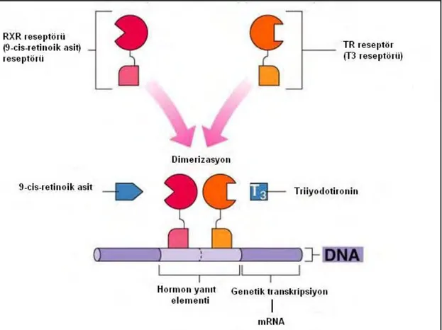 Şekil 2. 8. Tiroid hormonlarının m RNA üzerinden protein sentezini arttırma mekanizması  (20) 