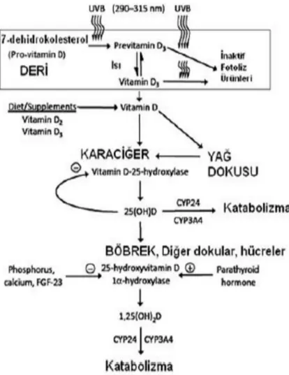 Şekil 5. D vitamin metabolizması ve etkileri (12,138) 