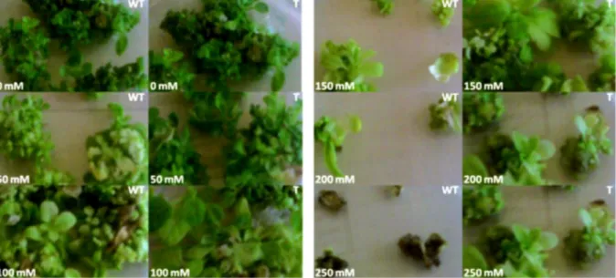 Figure 2. Three-week-old wild-type and transformed tobacco leaf discs on plates containing different concentrations of salt (0, 