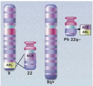 Şekil 2.1: BCR ve ABL genlerinin translasyonu ve Ph kromozomu (38) 