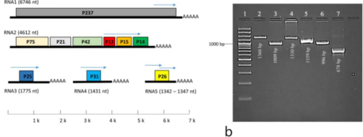 Figure 1. (a) Genome structure of BNYVV comprising five different RNA species. Each of the RNA-1–5  components contain a single or multiple ORFs