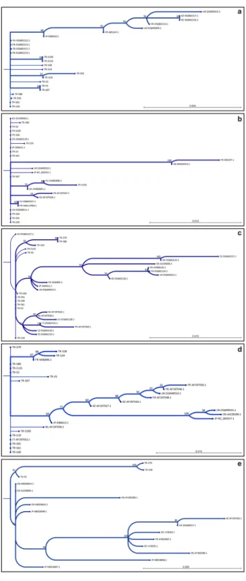 Figure 3.  Phylogenetic relationship of genomic compartments (RNA-1–5) of BNYVV and sequences available  in Genbank