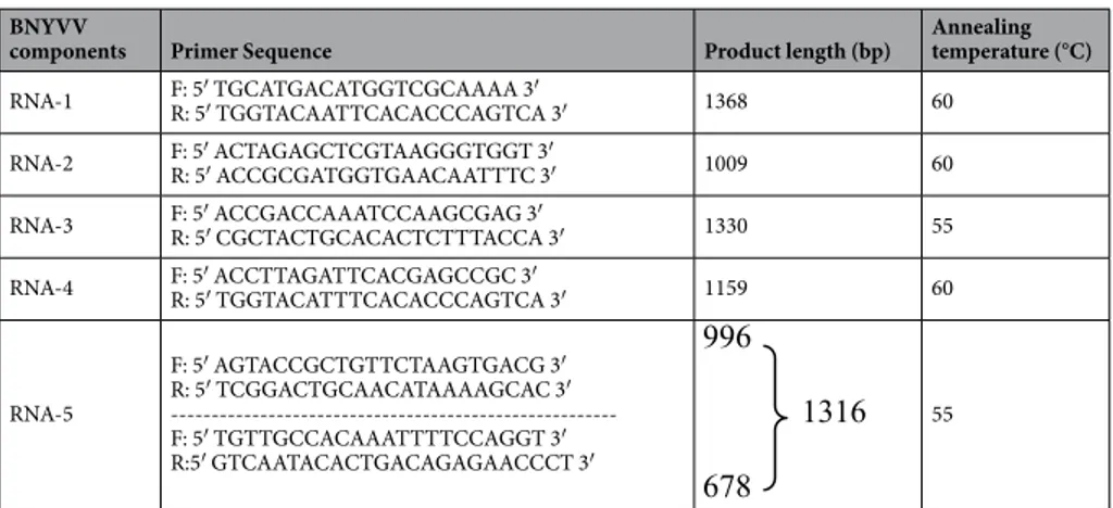 Table 3.  Primer sequences used for amplifications of different RNA components of BNYVV.