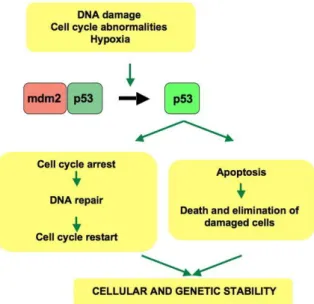 ġekil  1.  DNA  hasarına  karşı  hücrenin  p53  ile  cevabının  şematik  gösterilmesi  (https  commons