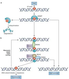 ġekil  2.  MGMT  aracılı  DNA  tamir  mekanizmasının  şematik  gösterilmesi  (Nat  Rev