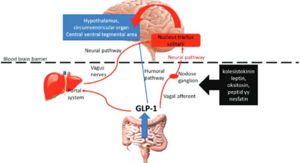Figure 1: Humoral and neural pathways of the GLP-1 effect on the brain.