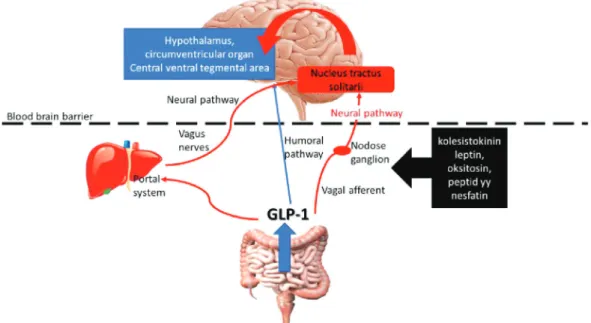 Figure 1: Humoral and neural pathways of the GLP-1 effect on the brain.