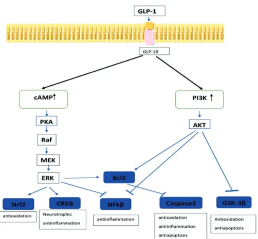 Figure 2: The neuroprotective signaling pathways of GLP-1.  