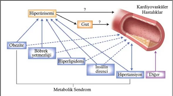 Şekil 2.5. Hiperürisemi, gut ve kardiyovasküler hastalıklar arasındaki ilişki 