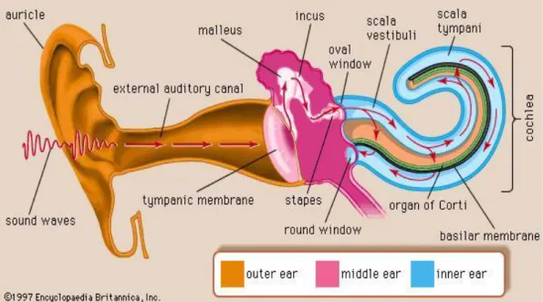 ġekil 1: İşitme yolu fizyolojisi 