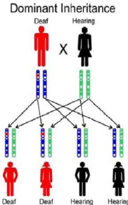 ġekil 8: Otozomal dominant pedigri 