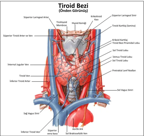 Şekil 1. Tiroid Bezi Anatomik Yapısı (14) 