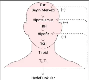 Şekil 2. Hipotalamus - Hipofiz - Tiroit Ekseni (15) 