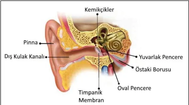 Şekil 3. Dış Kulak Anatomisi (21) 